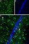 Ciliary Neurotrophic Factor Receptor antibody, PA5-77379, Invitrogen Antibodies, Immunohistochemistry frozen image 