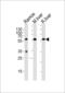 Glucose-6-Phosphate Isomerase antibody, LS-C166610, Lifespan Biosciences, Western Blot image 