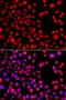 H2.0 Like Homeobox antibody, LS-C349155, Lifespan Biosciences, Immunofluorescence image 