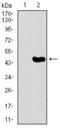 TRAF-Type Zinc Finger Domain Containing 1 antibody, GTX60708, GeneTex, Western Blot image 