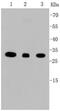 Voltage Dependent Anion Channel 1 antibody, NBP2-67294, Novus Biologicals, Western Blot image 