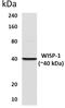 Cellular Communication Network Factor 4 antibody, GTX53058, GeneTex, Western Blot image 