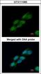 Cell Division Cycle 23 antibody, GTX111065, GeneTex, Immunocytochemistry image 