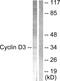 G1/S-specific cyclin-D3 antibody, LS-C117600, Lifespan Biosciences, Western Blot image 