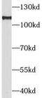 PGC-1-alpha antibody, FNab06351, FineTest, Western Blot image 