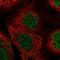 Zinc Finger BED-Type Containing 8 antibody, HPA055817, Atlas Antibodies, Immunocytochemistry image 