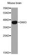 Dickkopf WNT Signaling Pathway Inhibitor 3 antibody, orb167183, Biorbyt, Western Blot image 