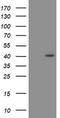 PCNA antibody, TA800881AM, Origene, Western Blot image 