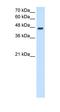 Lamin B2 antibody, orb330480, Biorbyt, Western Blot image 