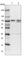 Oxysterol Binding Protein Like 9 antibody, HPA027378, Atlas Antibodies, Western Blot image 