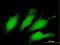 Testis Expressed 13A antibody, H00056157-B01P, Novus Biologicals, Immunofluorescence image 