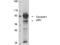 Outer dense fiber protein 2 antibody, A05599, Boster Biological Technology, Western Blot image 