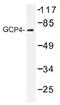 Gamma-tubulin complex component 4 antibody, AP01473PU-N, Origene, Western Blot image 