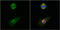 Tubulin Gamma Complex Associated Protein 4 antibody, GTX115949, GeneTex, Immunofluorescence image 