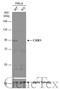 Cold Shock Domain Containing E1 antibody, GTX116218, GeneTex, Western Blot image 