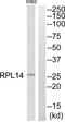 Ribosomal Protein L14 antibody, abx014114, Abbexa, Western Blot image 