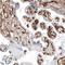 Integrin Subunit Alpha 1 antibody, NBP2-76479, Novus Biologicals, Immunohistochemistry paraffin image 