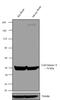 Calcium/Calmodulin Dependent Protein Kinase II Alpha antibody, 13-7300, Invitrogen Antibodies, Western Blot image 