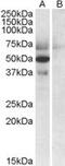 Apolipoprotein L4 antibody, MBS421696, MyBioSource, Western Blot image 