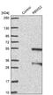 RNA Binding Motif Single Stranded Interacting Protein 2 antibody, NBP1-92321, Novus Biologicals, Western Blot image 