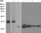 Tropomyosin 1 antibody, ab133292, Abcam, Western Blot image 