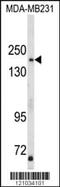 TBC1 Domain Family Member 4 antibody, MBS9213157, MyBioSource, Western Blot image 