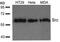 SRC Proto-Oncogene, Non-Receptor Tyrosine Kinase antibody, 79-345, ProSci, Western Blot image 