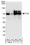 FUS RNA Binding Protein antibody, A300-294A, Bethyl Labs, Western Blot image 