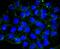 Cell Division Cycle 16 antibody, A04573-3, Boster Biological Technology, Immunocytochemistry image 