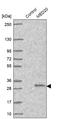 Mediator Complex Subunit 20 antibody, HPA040717, Atlas Antibodies, Western Blot image 