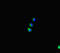 Shroom Family Member 3 antibody, LS-C679459, Lifespan Biosciences, Immunofluorescence image 