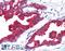 Kallikrein Related Peptidase 3 antibody, LS-B1316, Lifespan Biosciences, Immunohistochemistry paraffin image 