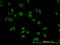 Tripartite Motif Containing 24 antibody, LS-C133575, Lifespan Biosciences, Immunofluorescence image 