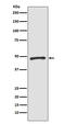 Zic Family Member 1 antibody, M05537, Boster Biological Technology, Western Blot image 