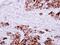 Fibrinogen Gamma Chain antibody, NBP1-32436, Novus Biologicals, Immunohistochemistry frozen image 