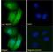 Kelch Like ECH Associated Protein 1 antibody, LS-B8363, Lifespan Biosciences, Immunofluorescence image 