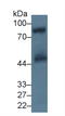 GP5 antibody, LS-C372697, Lifespan Biosciences, Western Blot image 