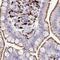 Alpha-L-Fucosidase 1 antibody, NBP2-58170, Novus Biologicals, Immunohistochemistry paraffin image 