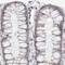 Pyridoxamine 5'-Phosphate Oxidase antibody, PA5-55687, Invitrogen Antibodies, Immunohistochemistry frozen image 