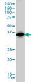 Interferon Regulatory Factor 1 antibody, LS-C197545, Lifespan Biosciences, Western Blot image 