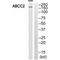 ATP Binding Cassette Subfamily C Member 2 antibody, PA5-49997, Invitrogen Antibodies, Western Blot image 