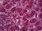 Phosphodiesterase 9A antibody, orb94958, Biorbyt, Immunohistochemistry paraffin image 