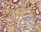 Phosphodiesterase 2A antibody, orb50502, Biorbyt, Immunohistochemistry paraffin image 