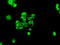 Fermitin Family Member 2 antibody, GTX84507, GeneTex, Immunocytochemistry image 