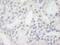GTF2I Repeat Domain Containing 1 antibody, NB100-61055, Novus Biologicals, Immunohistochemistry frozen image 