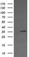 Kinesin Family Member 25 antibody, LS-C787601, Lifespan Biosciences, Western Blot image 