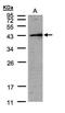 Apoptosis Inducing Factor Mitochondria Associated 2 antibody, PA5-28727, Invitrogen Antibodies, Western Blot image 