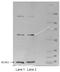 Regulator Of Calcineurin 1 antibody, TA343458, Origene, Western Blot image 