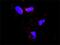 SMAD Specific E3 Ubiquitin Protein Ligase 1 antibody, H00057154-D01P, Novus Biologicals, Proximity Ligation Assay image 
