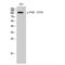 Protein Tyrosine Kinase 2 Beta antibody, LS-C381413, Lifespan Biosciences, Western Blot image 